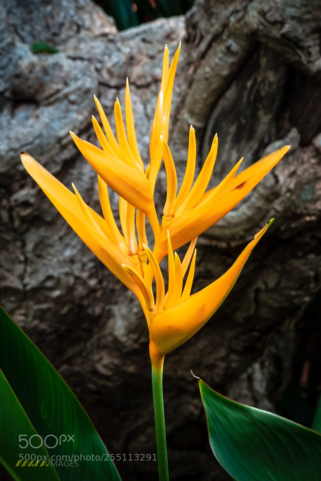 Panasonic Lumix DMC-FZ200 sample photo. Flowers of ko samui photography
