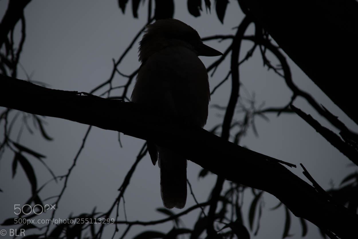Nikon D5600 sample photo. Merry merry king of photography