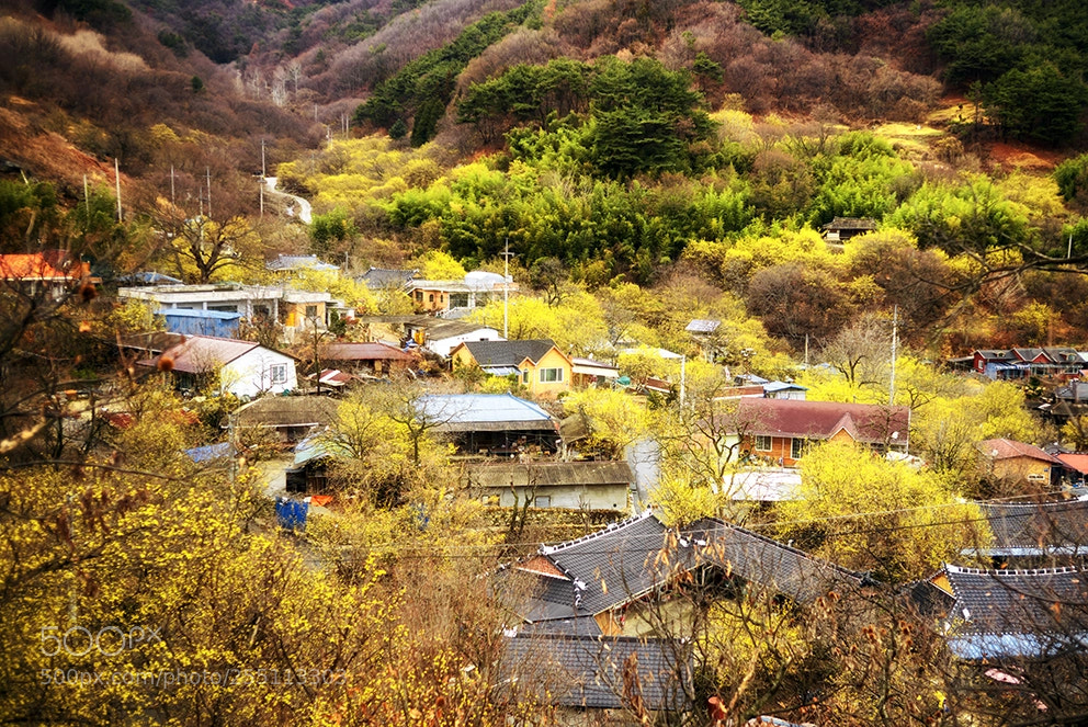 Leica M (Typ 240) sample photo. 산수유 마을 photography