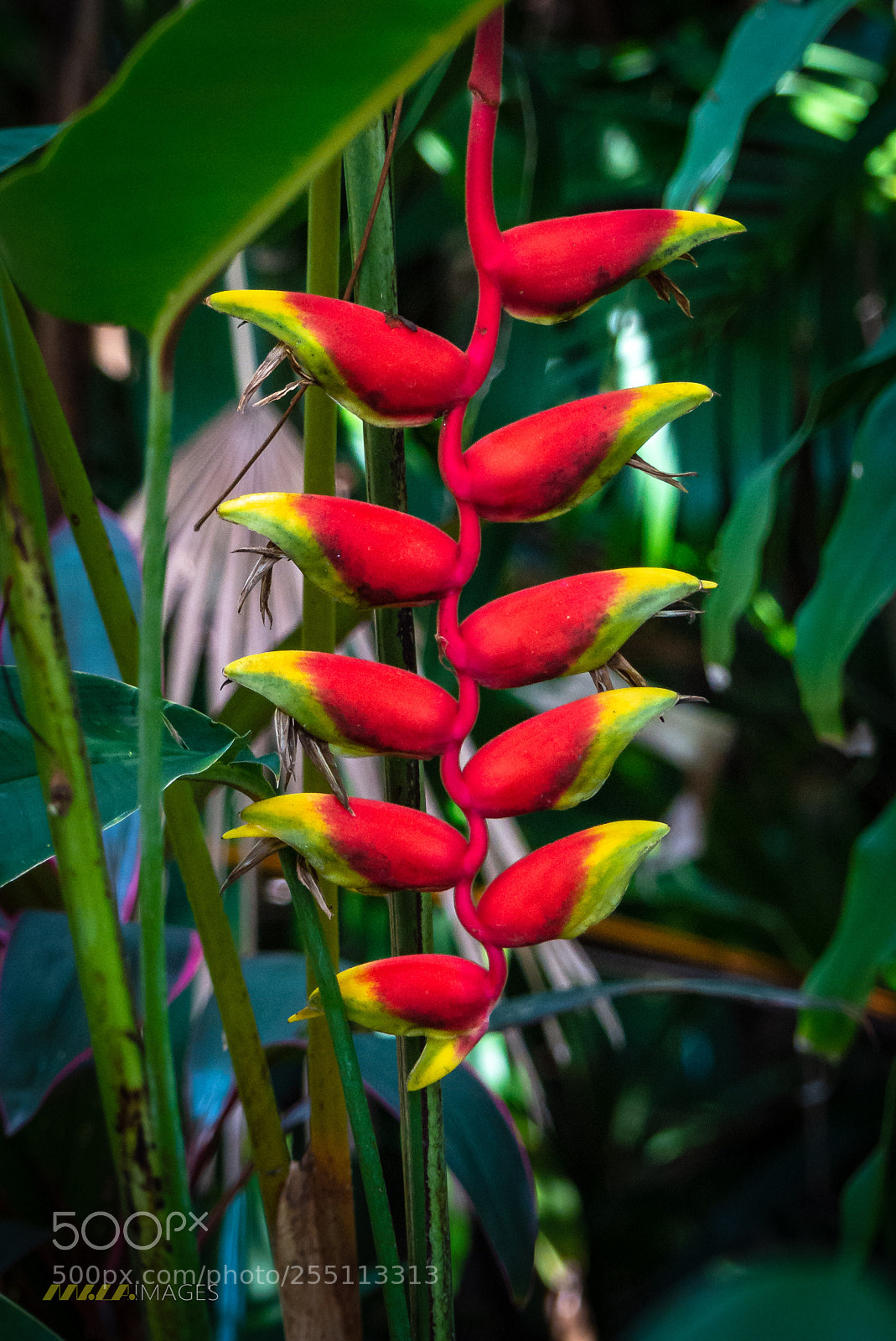 Panasonic Lumix DMC-FZ200 sample photo. Flowers of ko samui photography