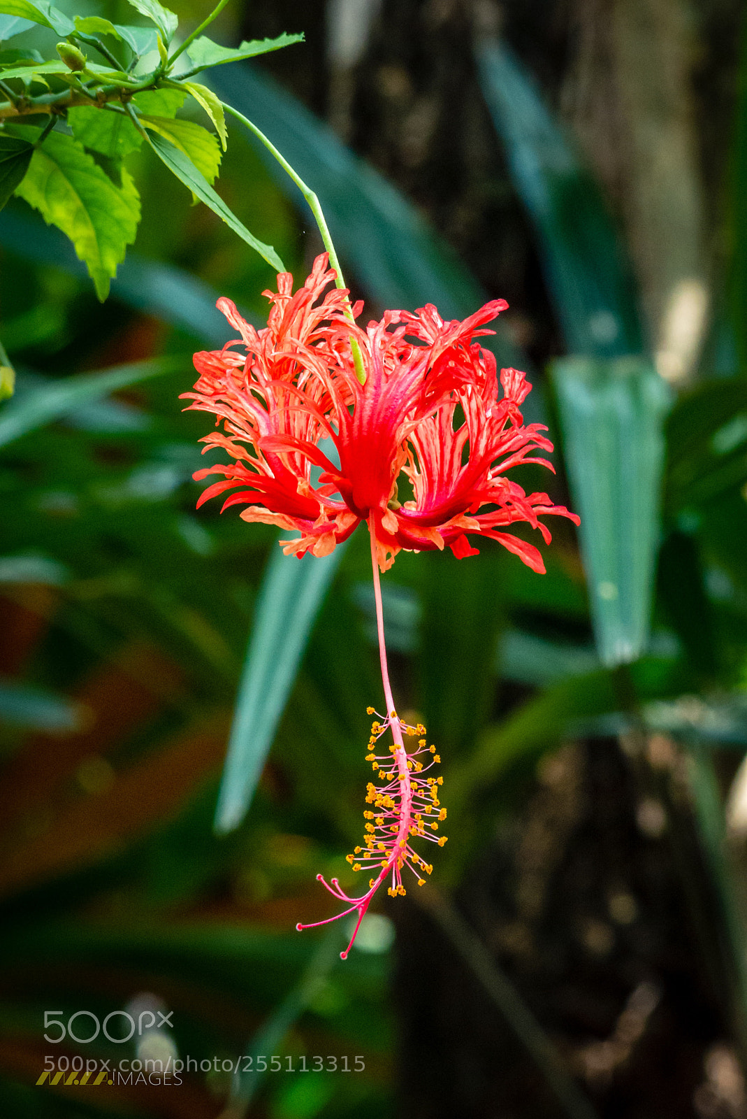 Panasonic Lumix DMC-FZ200 sample photo. Flowers of ko samui photography