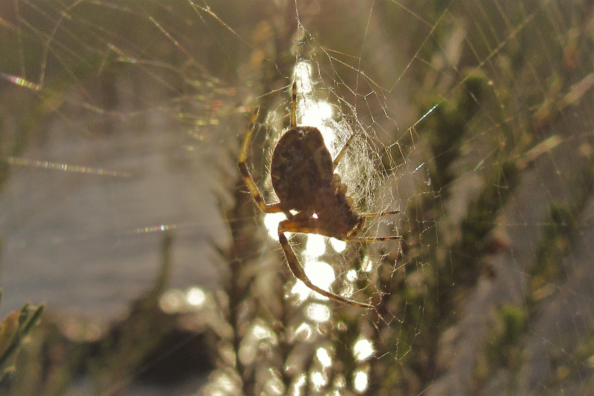 Canon PowerShot SX600 HS sample photo. Seaside spider villa photography