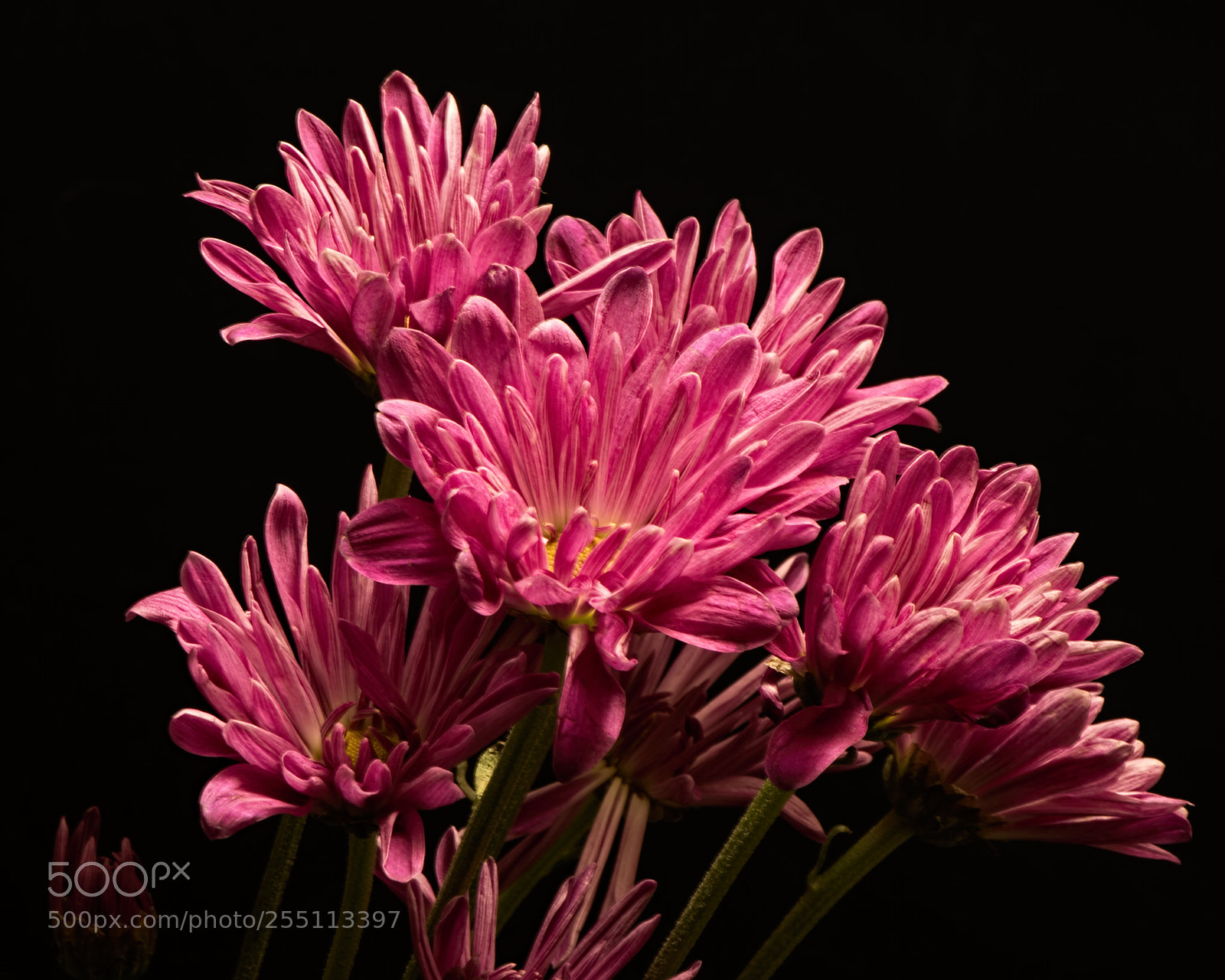 Nikon D810 sample photo. Pink cluster 1023 photography