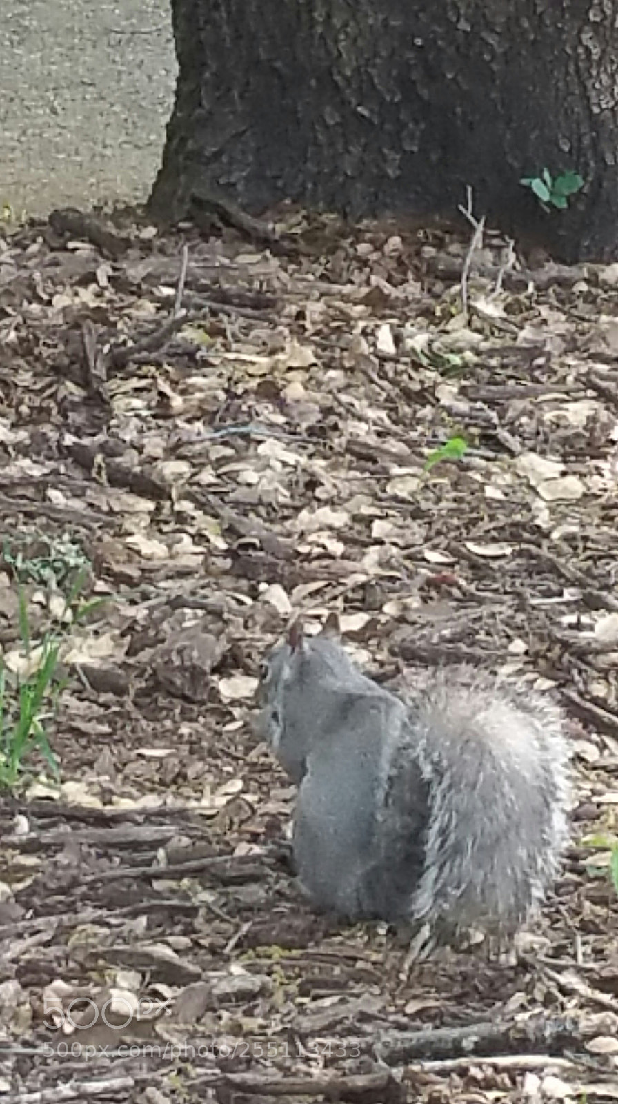 Samsung Galaxy Note4 sample photo. Finding nuts photography