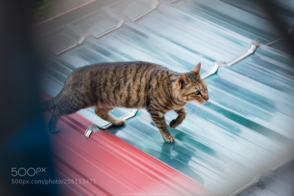 Nikon D610 sample photo. A cat is walking photography