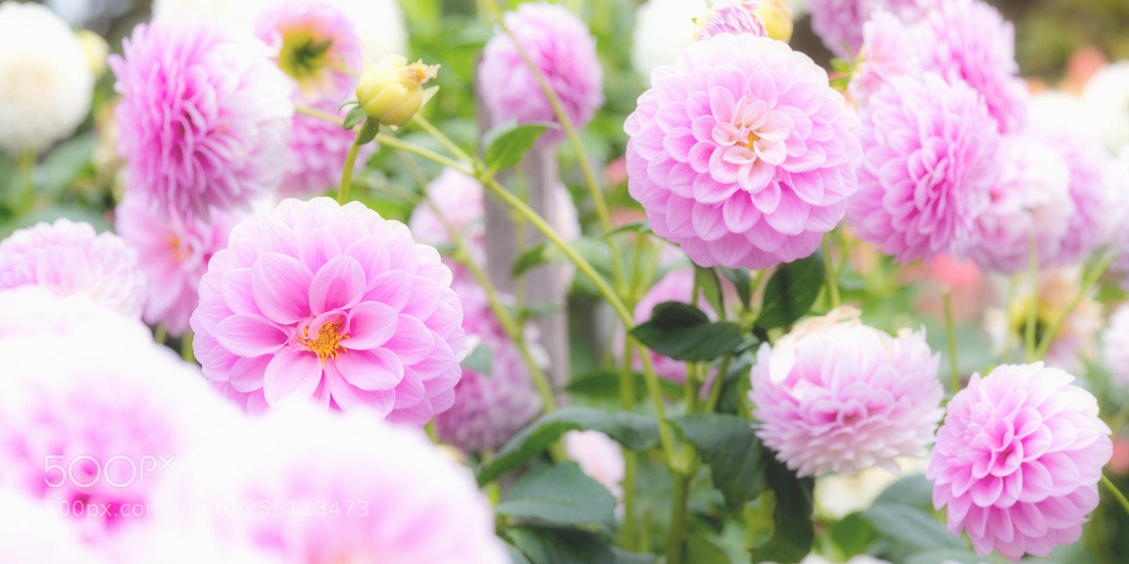 Nikon D810 sample photo. Dahlia tranquility soft photography