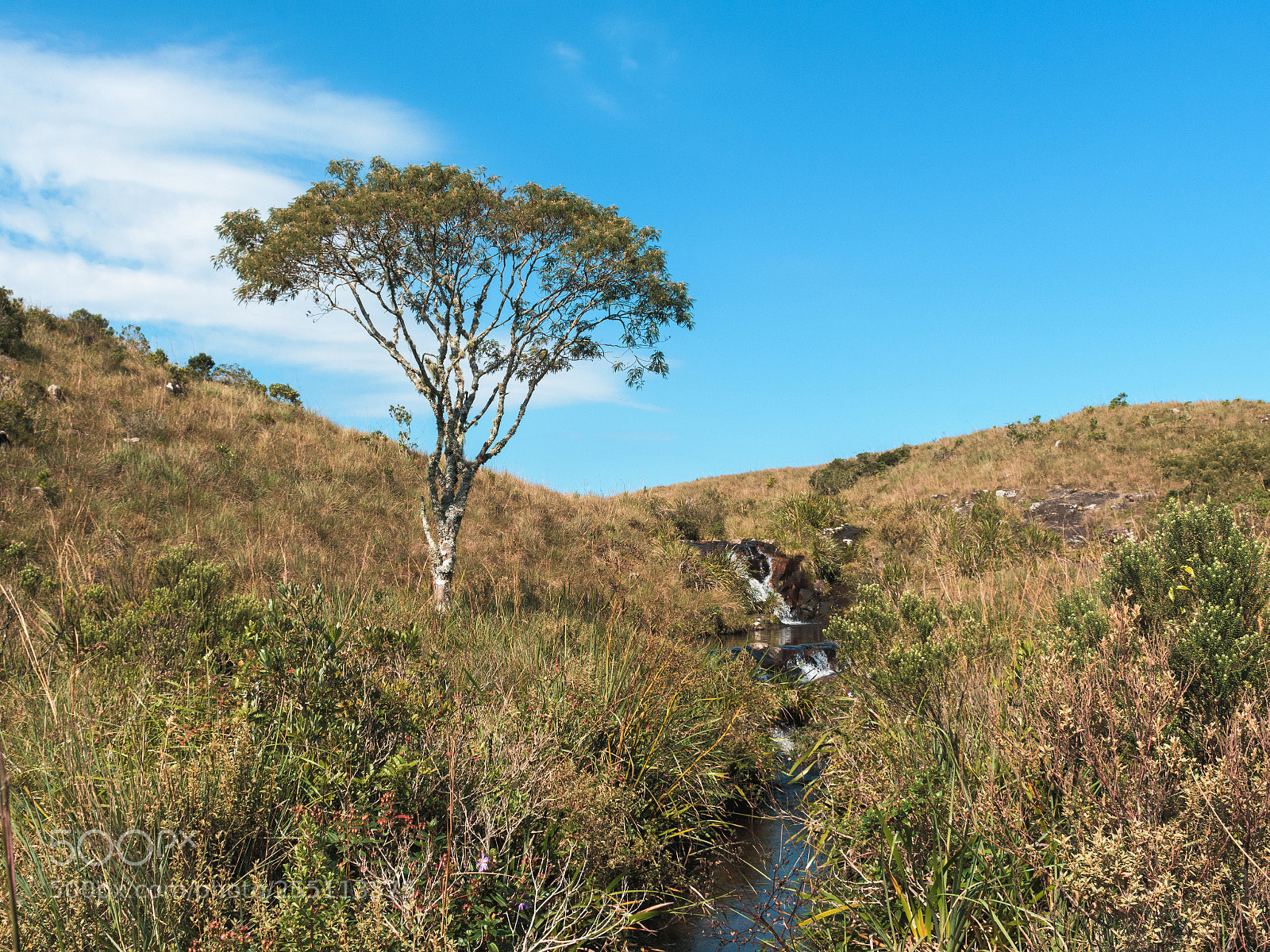 Nikon D3400 sample photo. Tree and a river photography