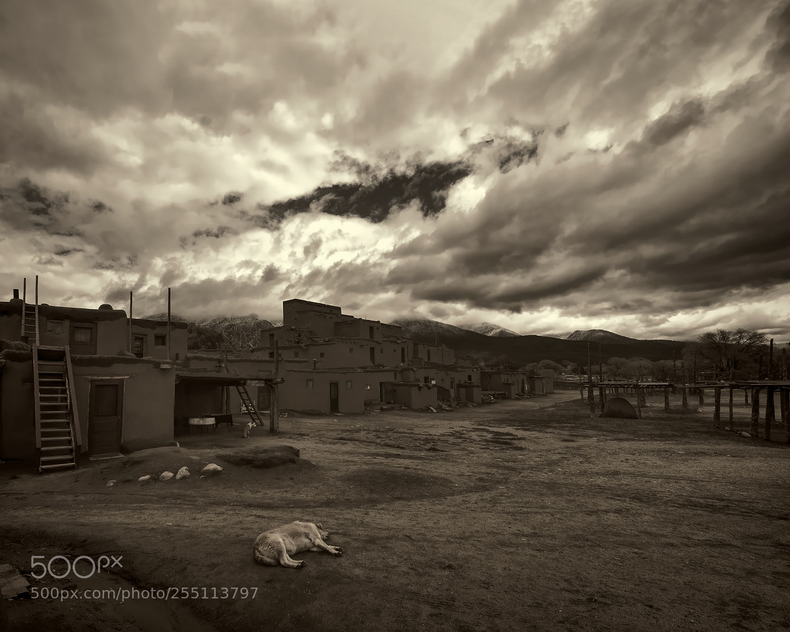 Nikon D50 sample photo. Taos pebleo dog days photography