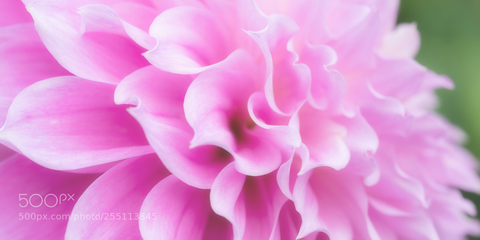 Nikon D810 sample photo. Soft solitude photography