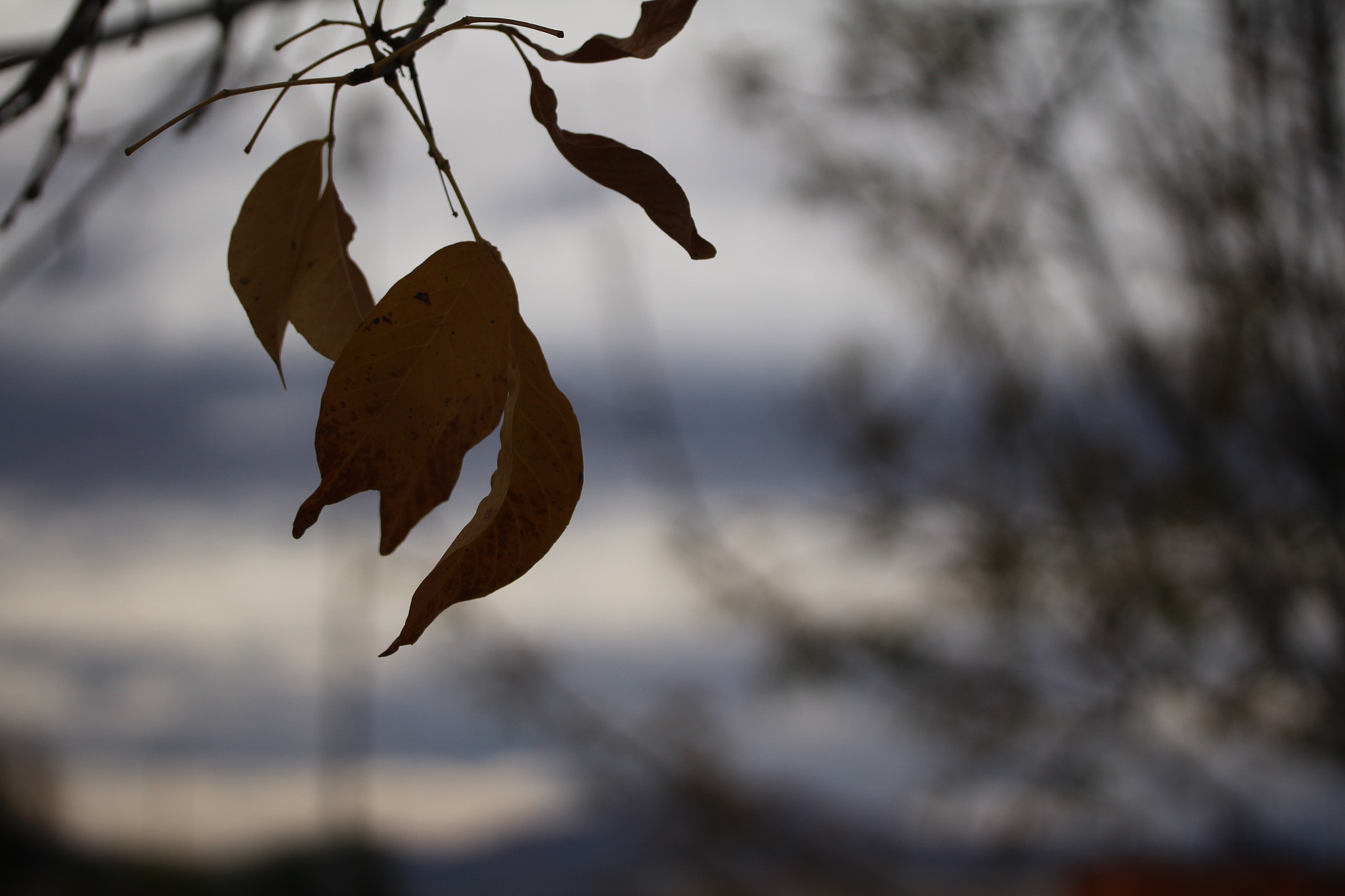 Canon EF-S 60mm F2.8 Macro USM sample photo. Img photography
