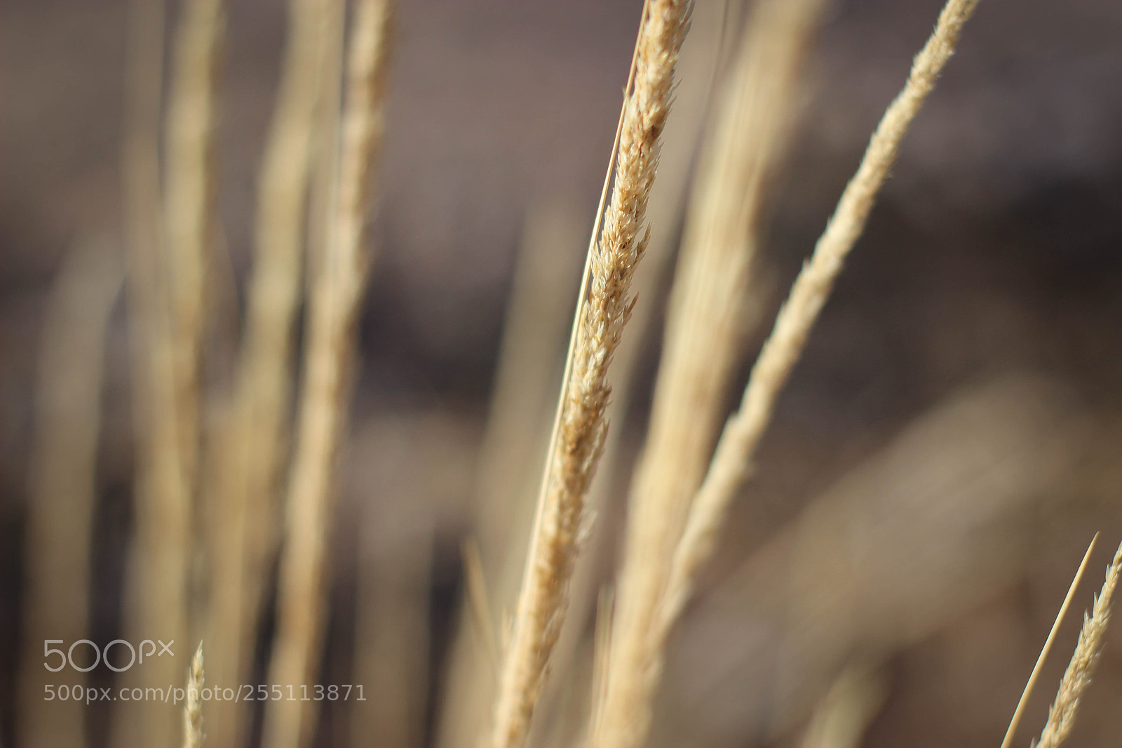 Canon EOS 600D (Rebel EOS T3i / EOS Kiss X5) sample photo. Img photography