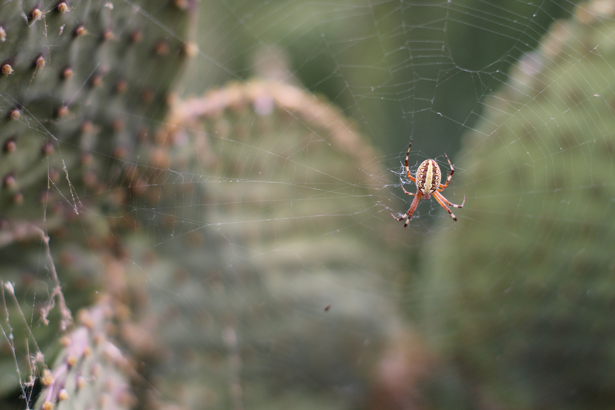 Canon 50mm sample photo. Img photography