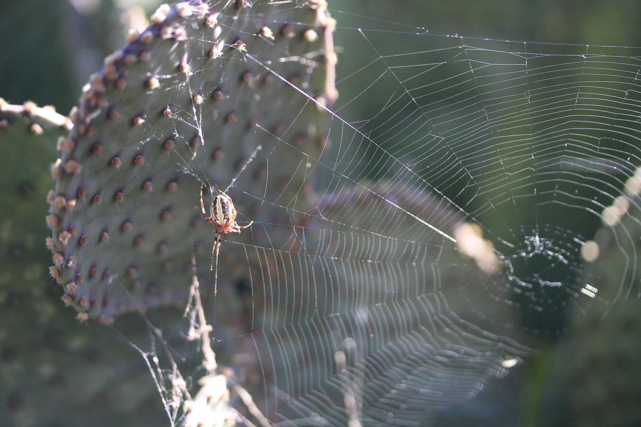 Canon EF-S 60mm F2.8 Macro USM sample photo. Img photography