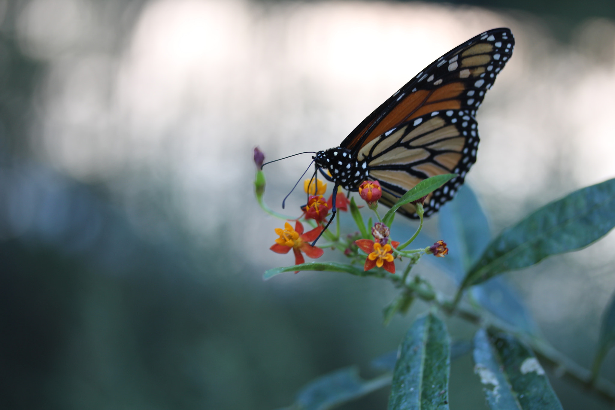 Canon EF-S 60mm F2.8 Macro USM sample photo. Img photography