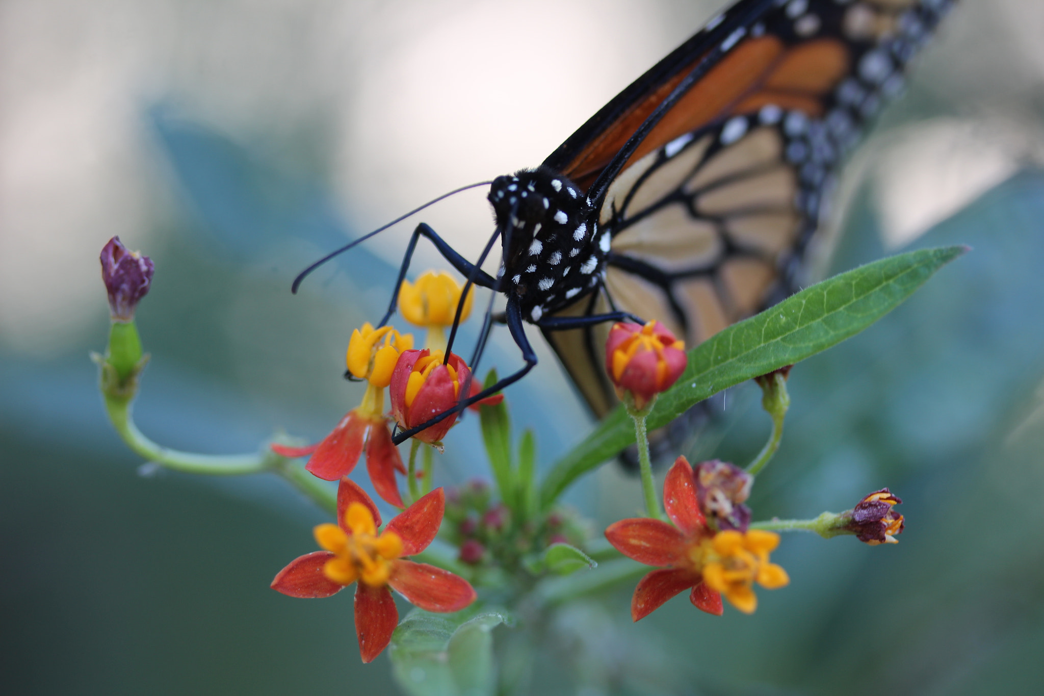 Canon EF-S 60mm F2.8 Macro USM sample photo. Img photography