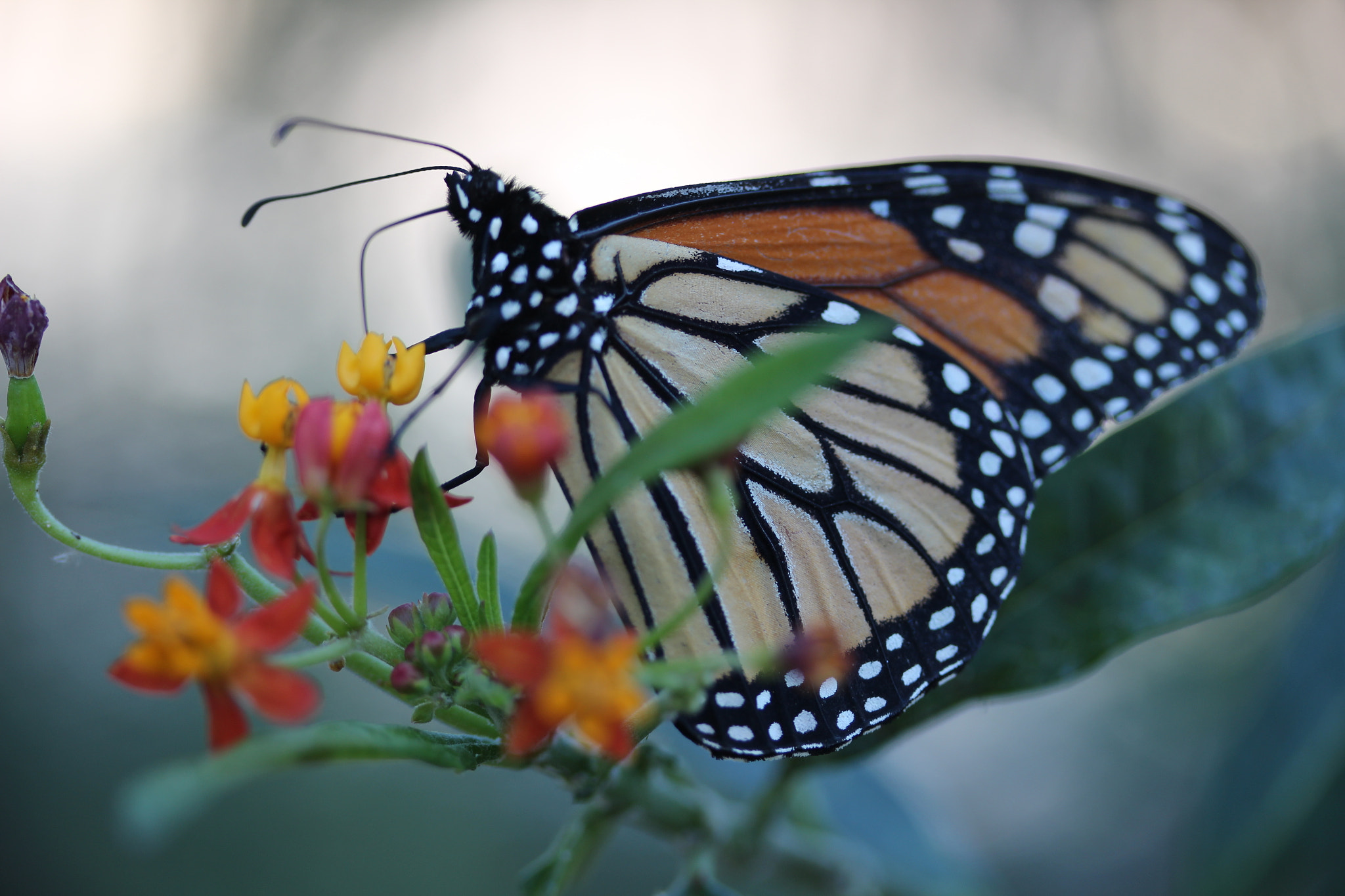 Canon EF-S 60mm F2.8 Macro USM sample photo. Img photography