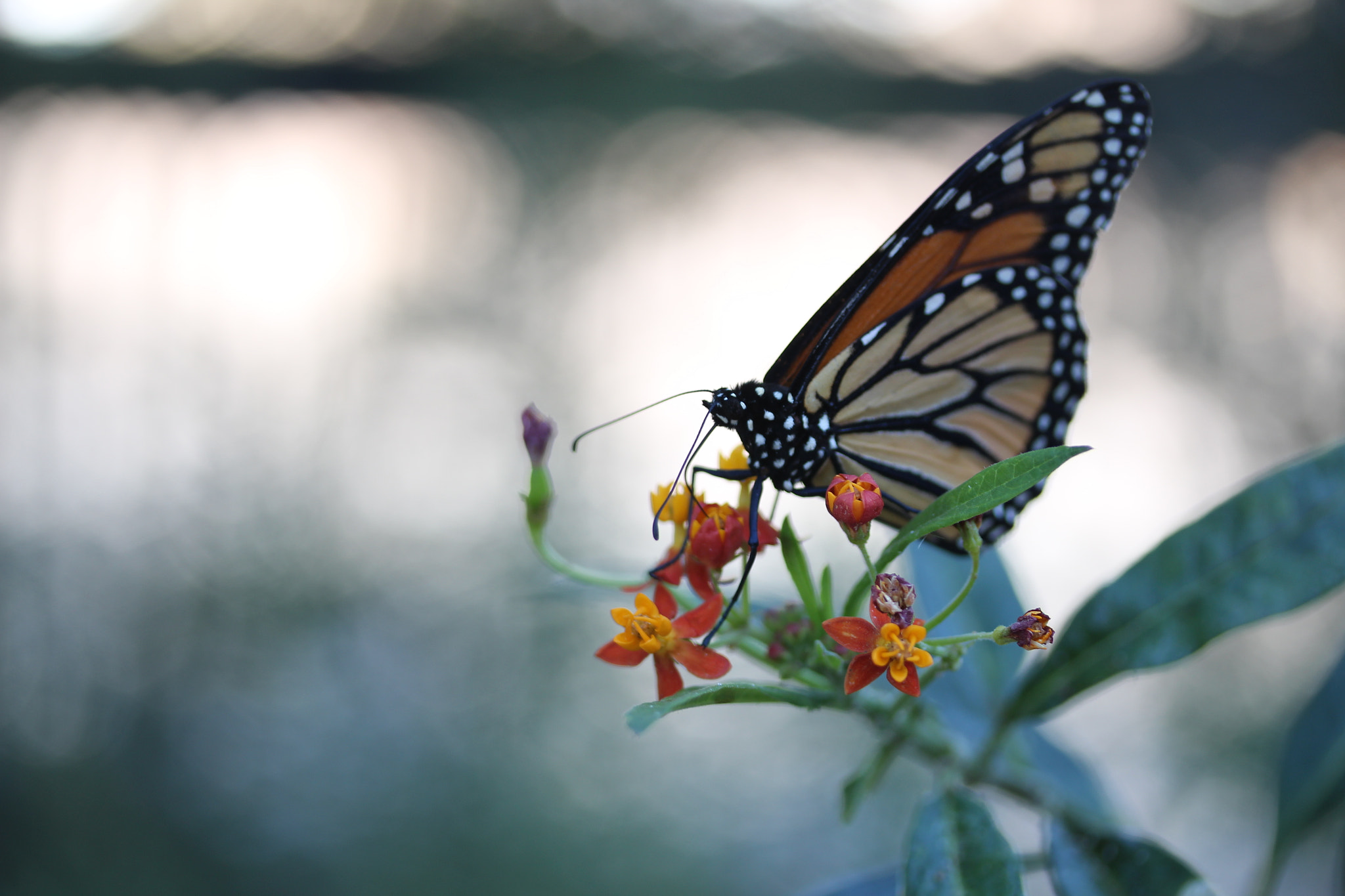 Canon EF-S 60mm F2.8 Macro USM sample photo. Img photography