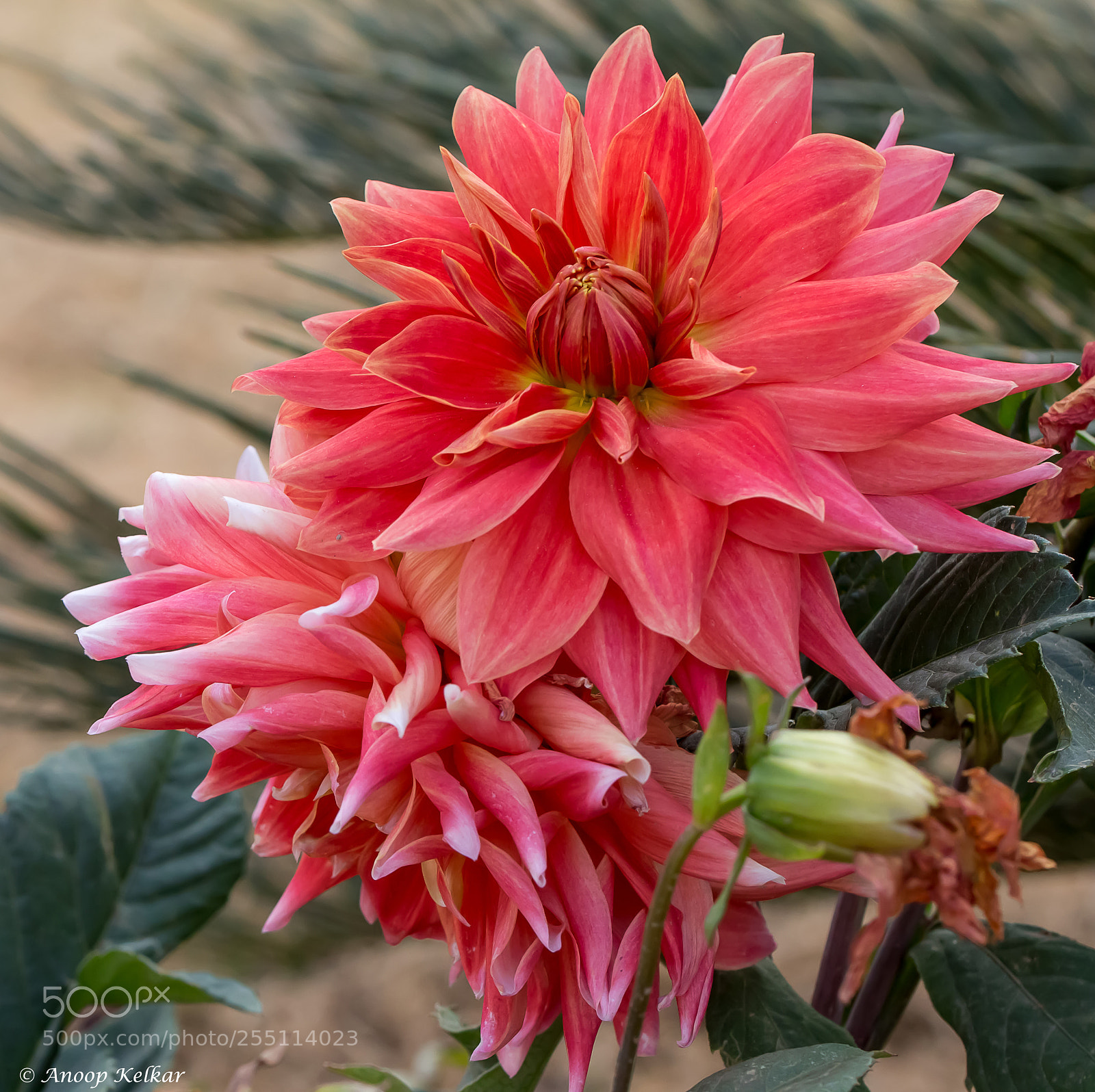 Canon EOS 700D (EOS Rebel T5i / EOS Kiss X7i) sample photo. Gerbera photography
