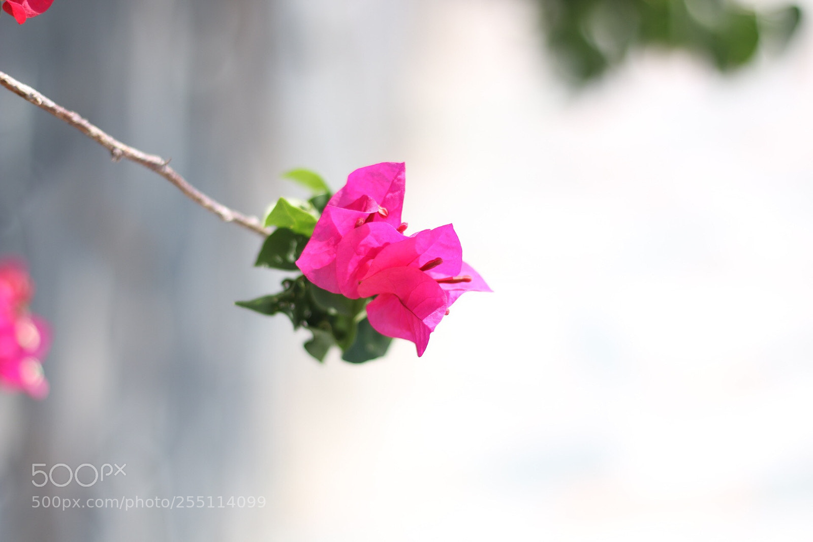 Canon EOS 70D sample photo. Untitled photography