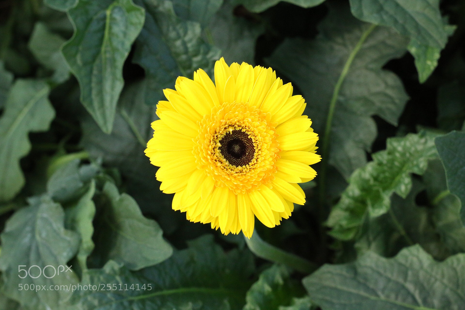 Canon EOS 70D sample photo. Untitled photography