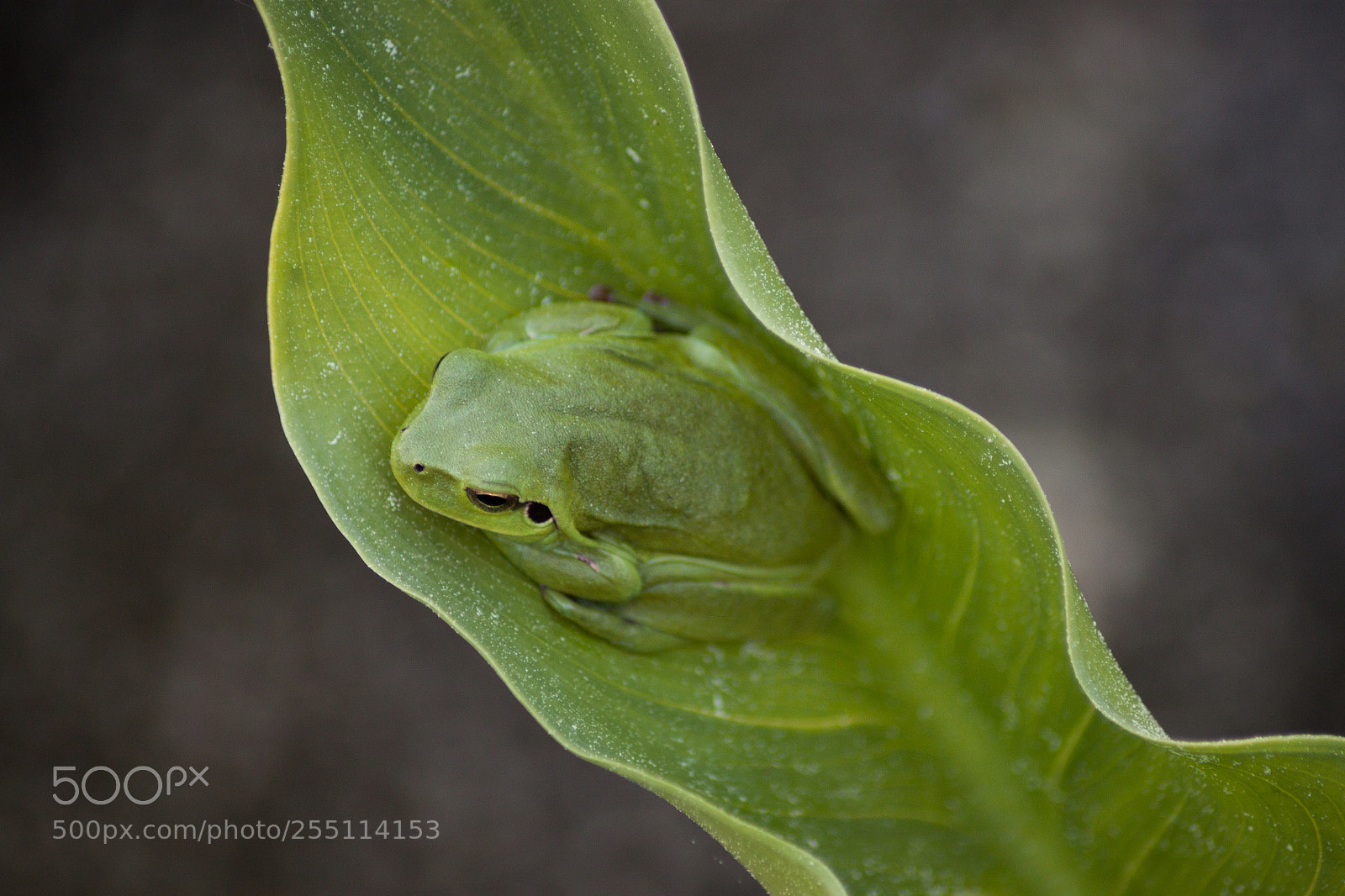 Canon EOS 500D (EOS Rebel T1i / EOS Kiss X3) sample photo. Frog on a leaf photography
