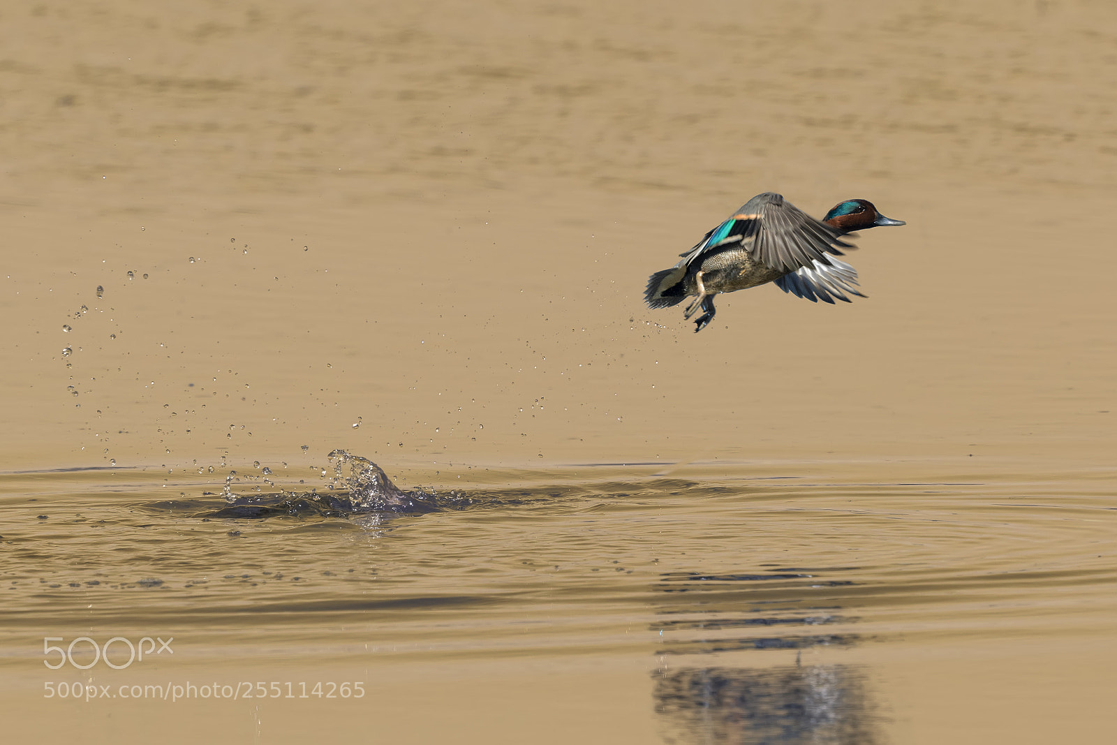 Nikon D850 sample photo. Green winged teal photography