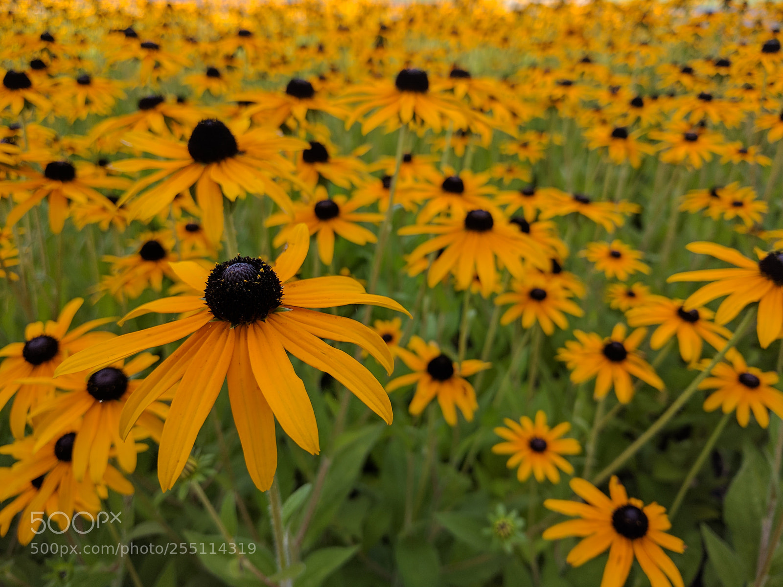 Google Nexus 6P sample photo. Black eyed susans photography
