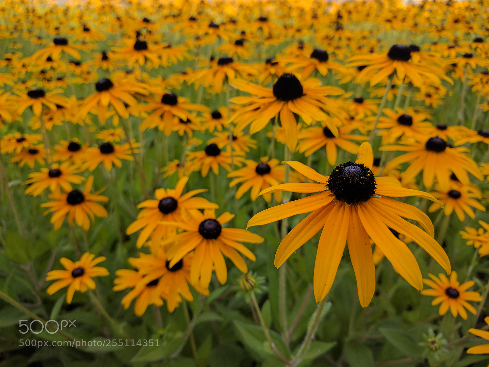 Google Nexus 6P sample photo. Gorgeous black eyed susans photography