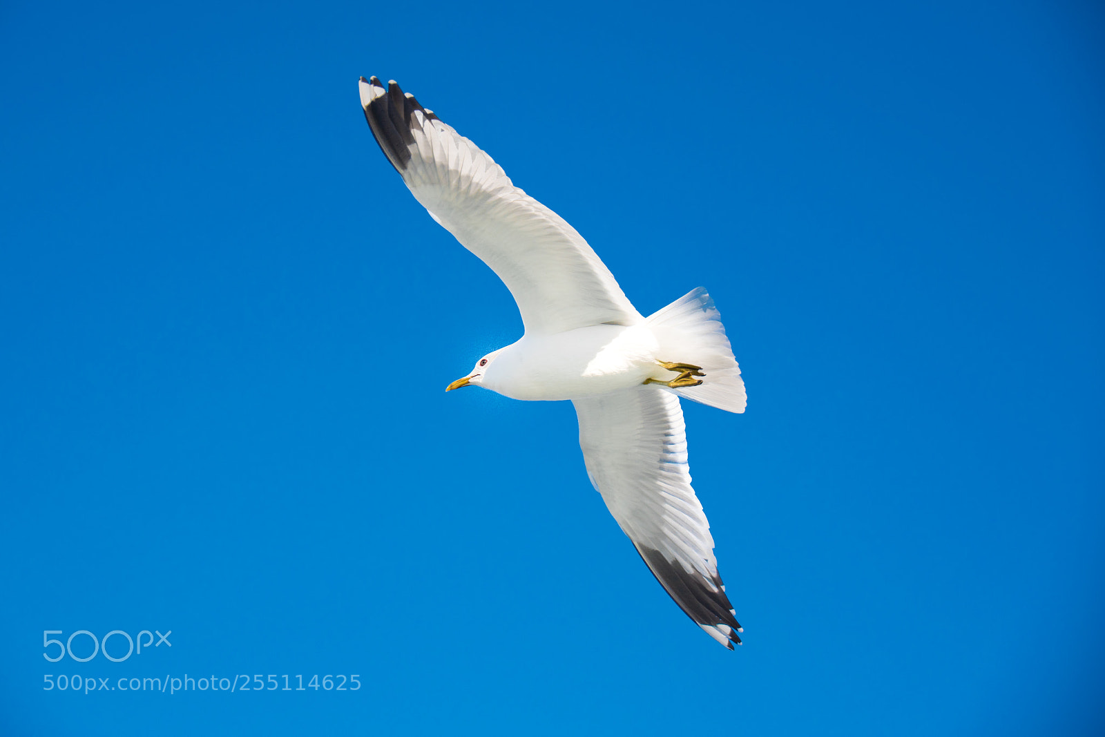 Nikon D5500 sample photo. Seagull photography