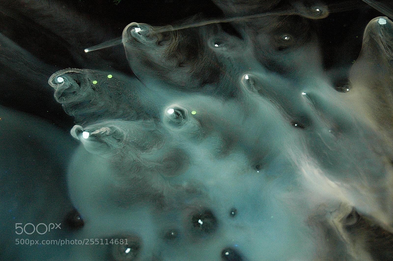 Nikon D70s sample photo. Galaxies within photography