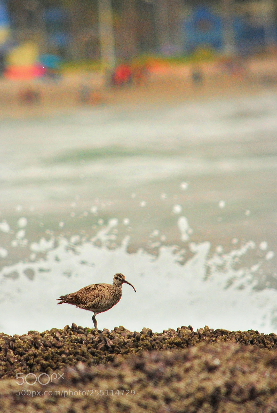 Nikon D3000 sample photo. Biiird on the rooocks!! photography