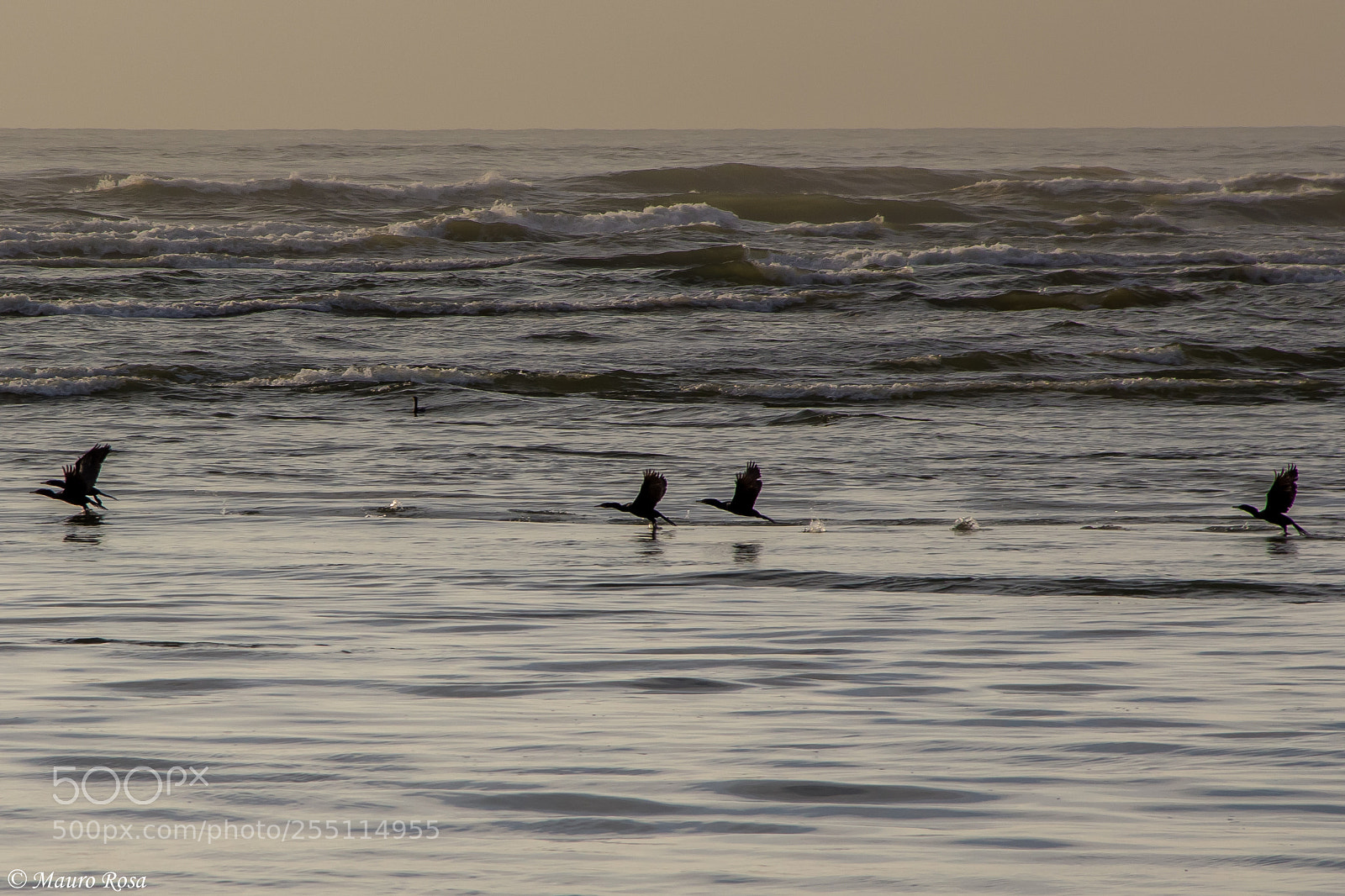 Canon EOS 60D sample photo. Taking off on rough photography