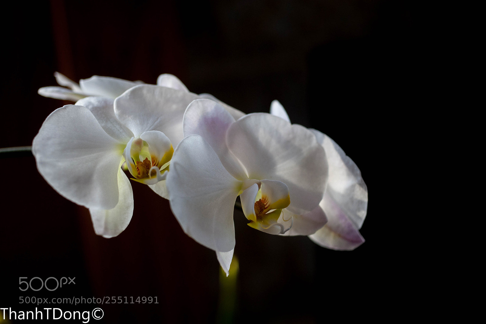 Nikon D700 sample photo. White photography