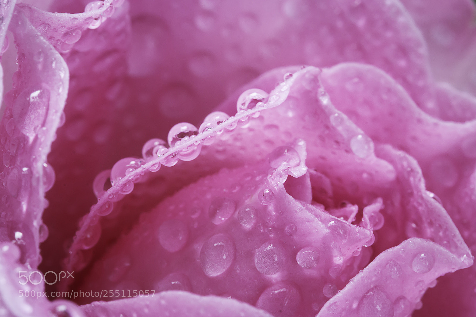 Canon EOS 70D sample photo. Pink camellia photography