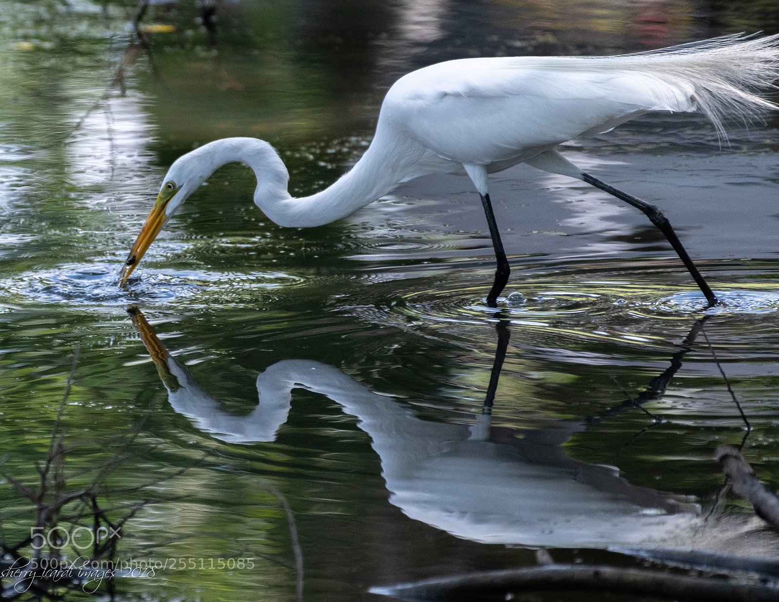 Nikon D850 sample photo. Great white egret fishing photography