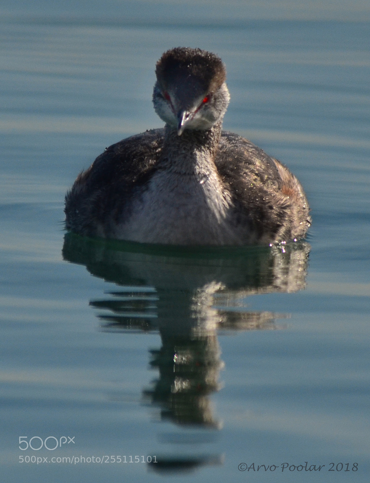 Nikon D7000 sample photo. Horned grebe photography