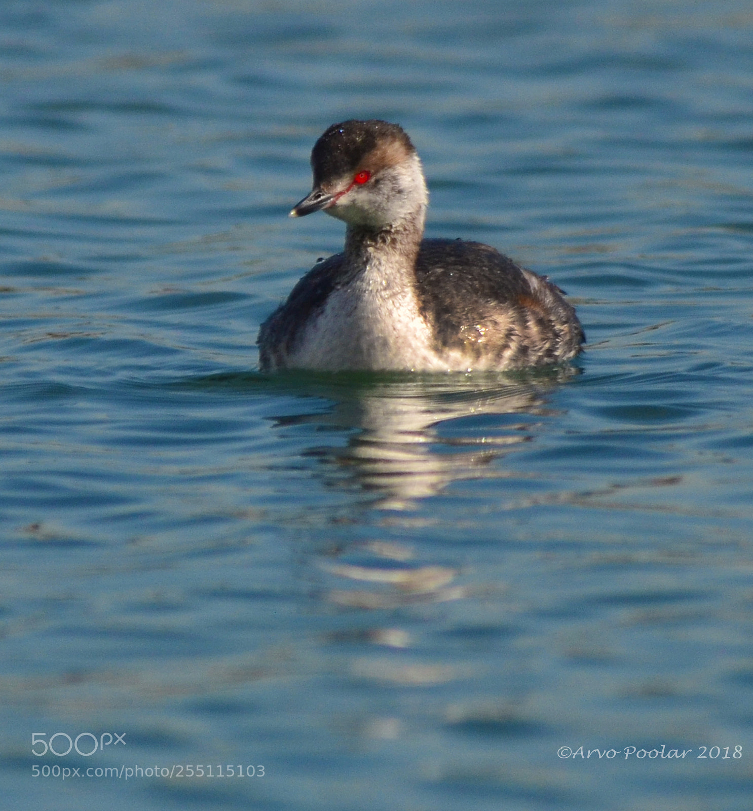 Nikon D7000 sample photo. Horned grebe photography