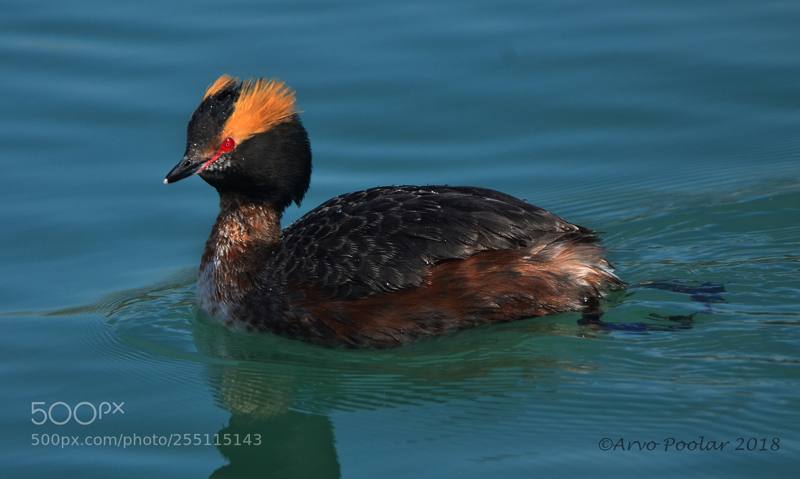 Nikon D7000 sample photo. Horned grebe photography