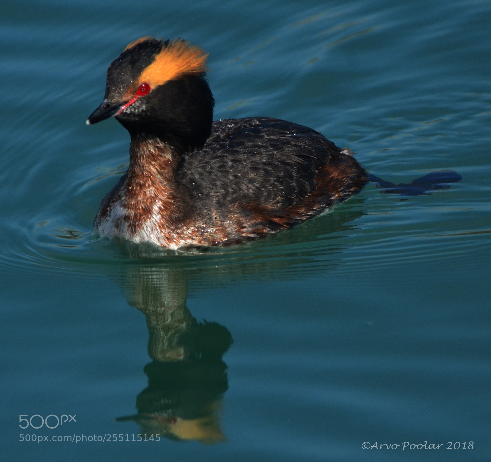 Nikon D7000 sample photo. Horned grebe photography