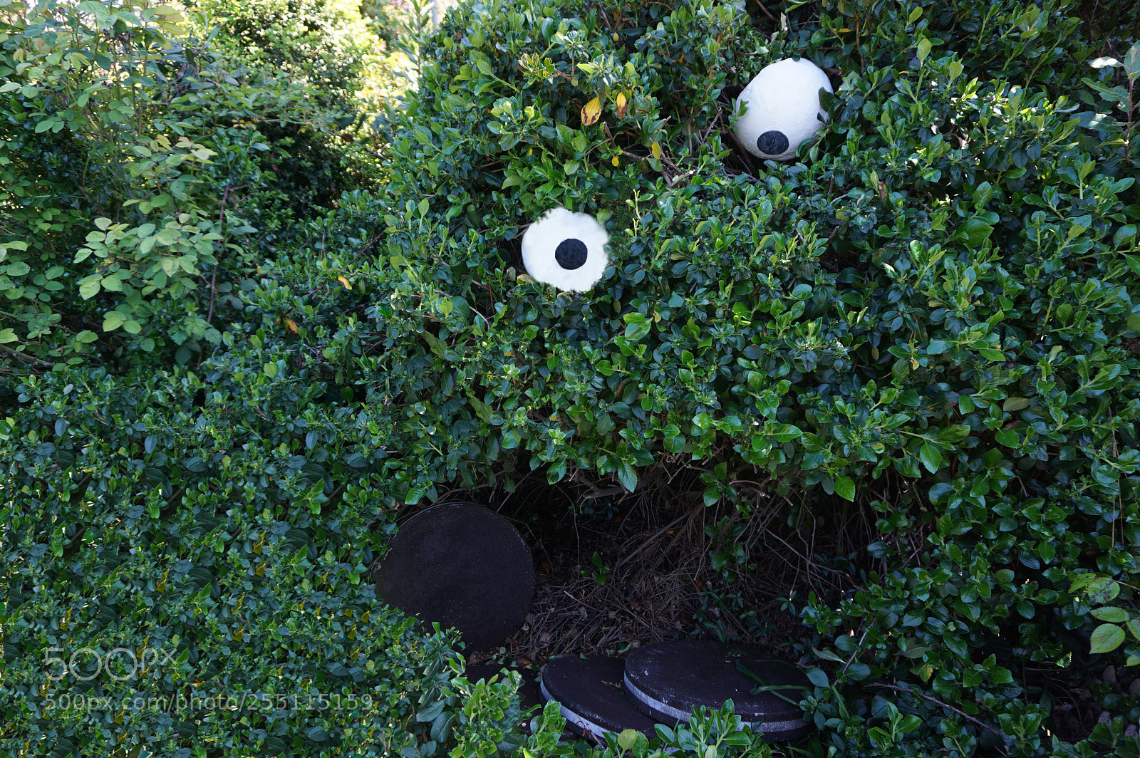Sony a6000 sample photo. Cookie monster eats oreos photography