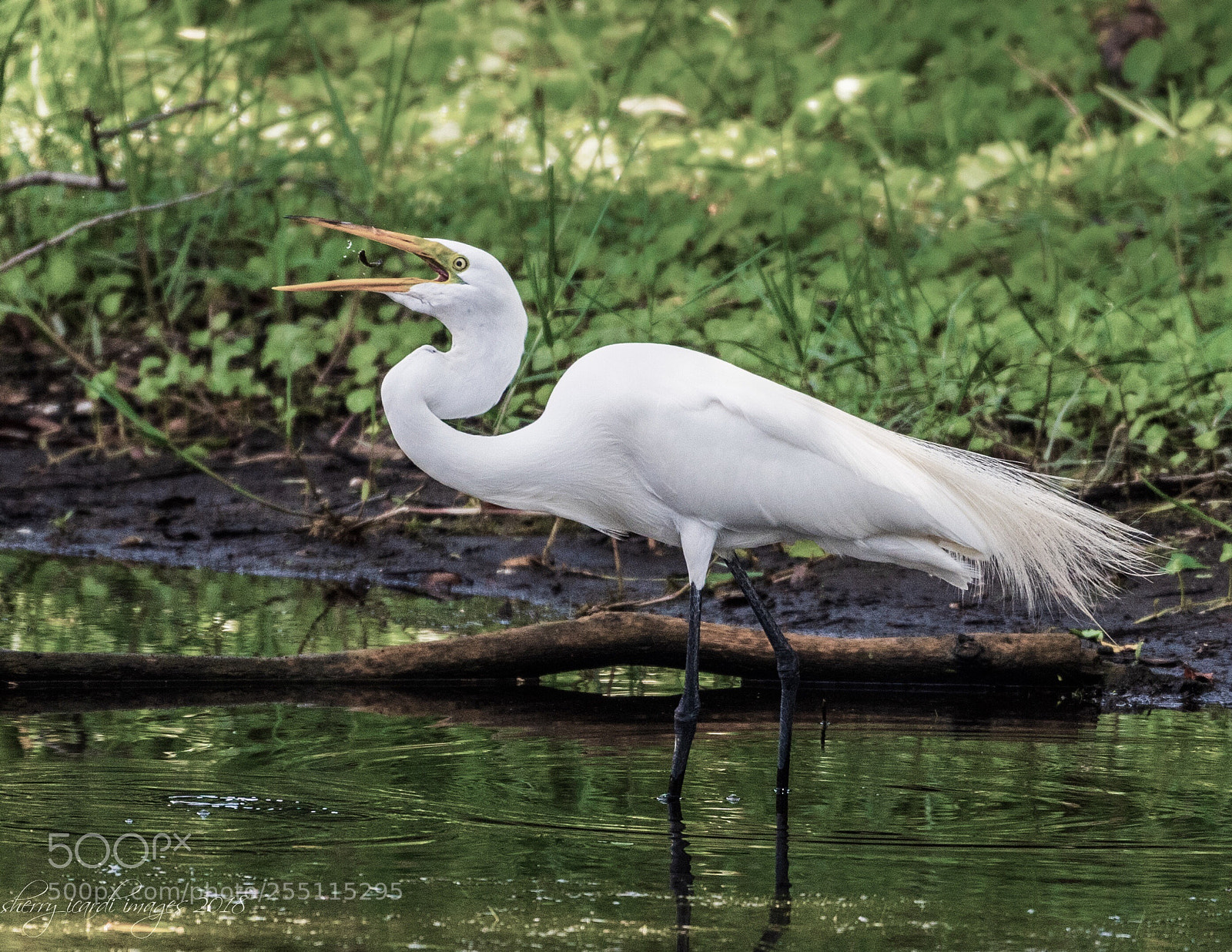 Nikon D850 sample photo. Egret eating lunch photography
