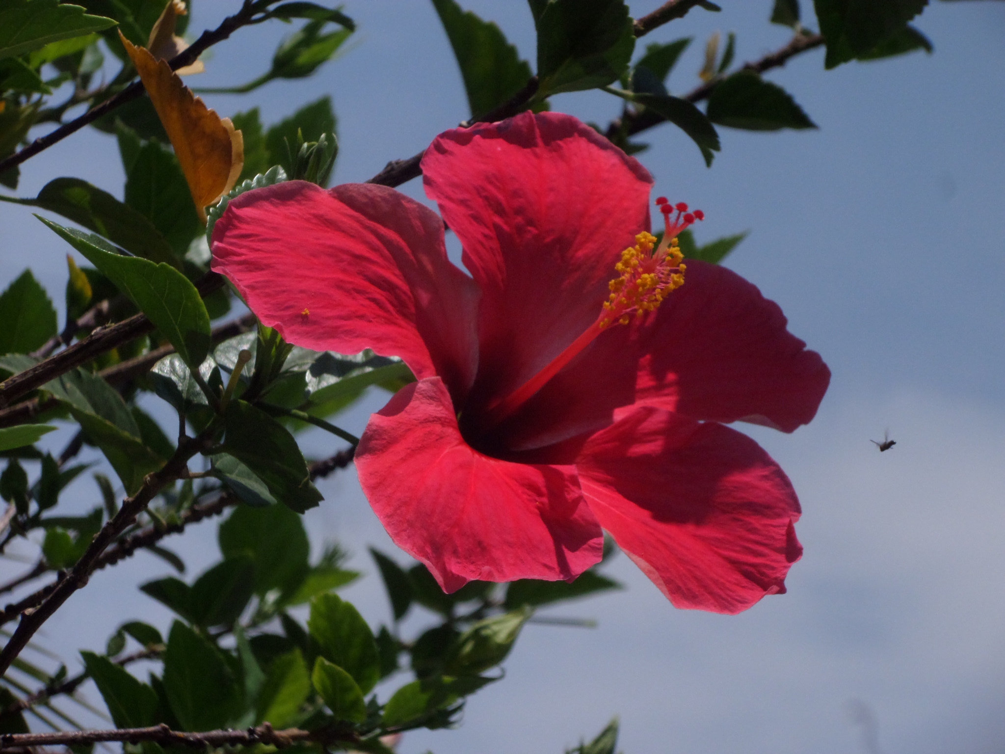 Samsung WB30F/WB31F/WB32F sample photo