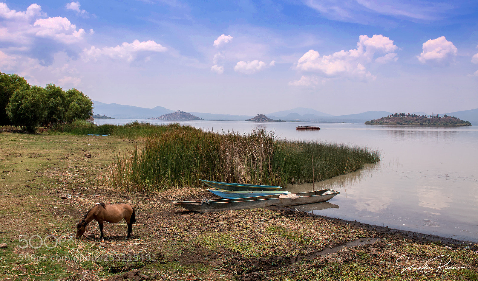 Nikon D7500 sample photo. The horse and the photography