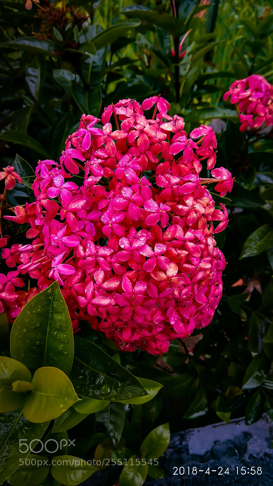 Xiaomi Redmi Note 4 sample photo. Pink flowers photography