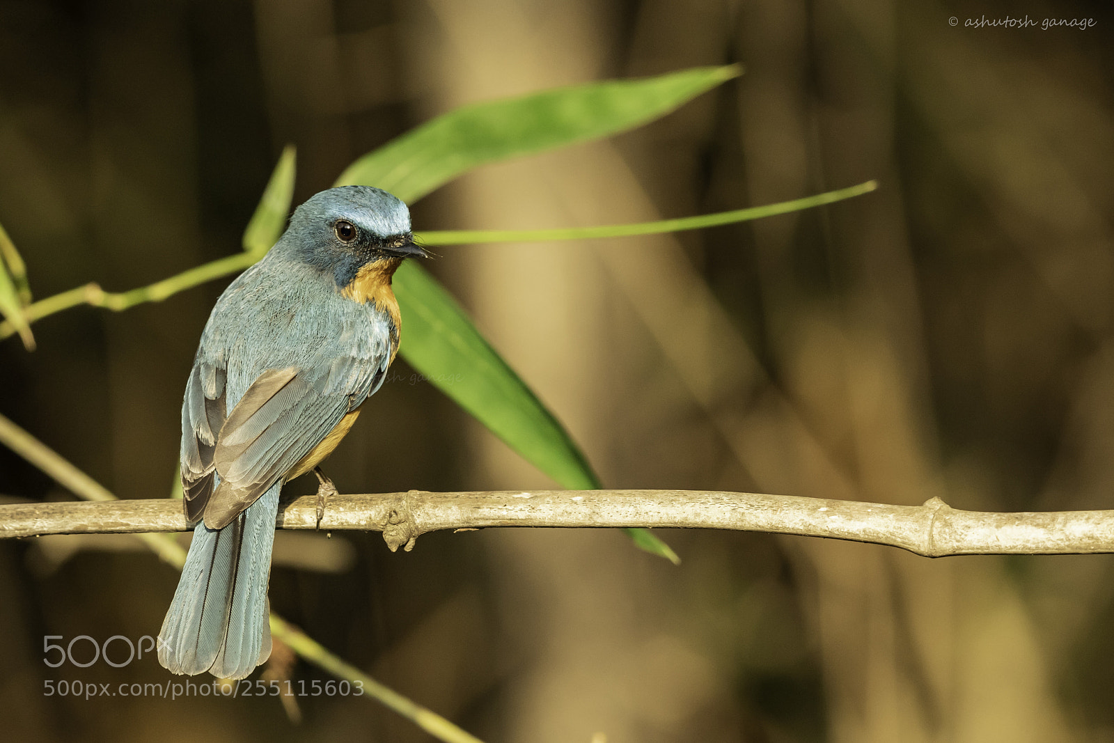 Canon EOS 7D Mark II sample photo. Tickell's blue flycatcher female photography