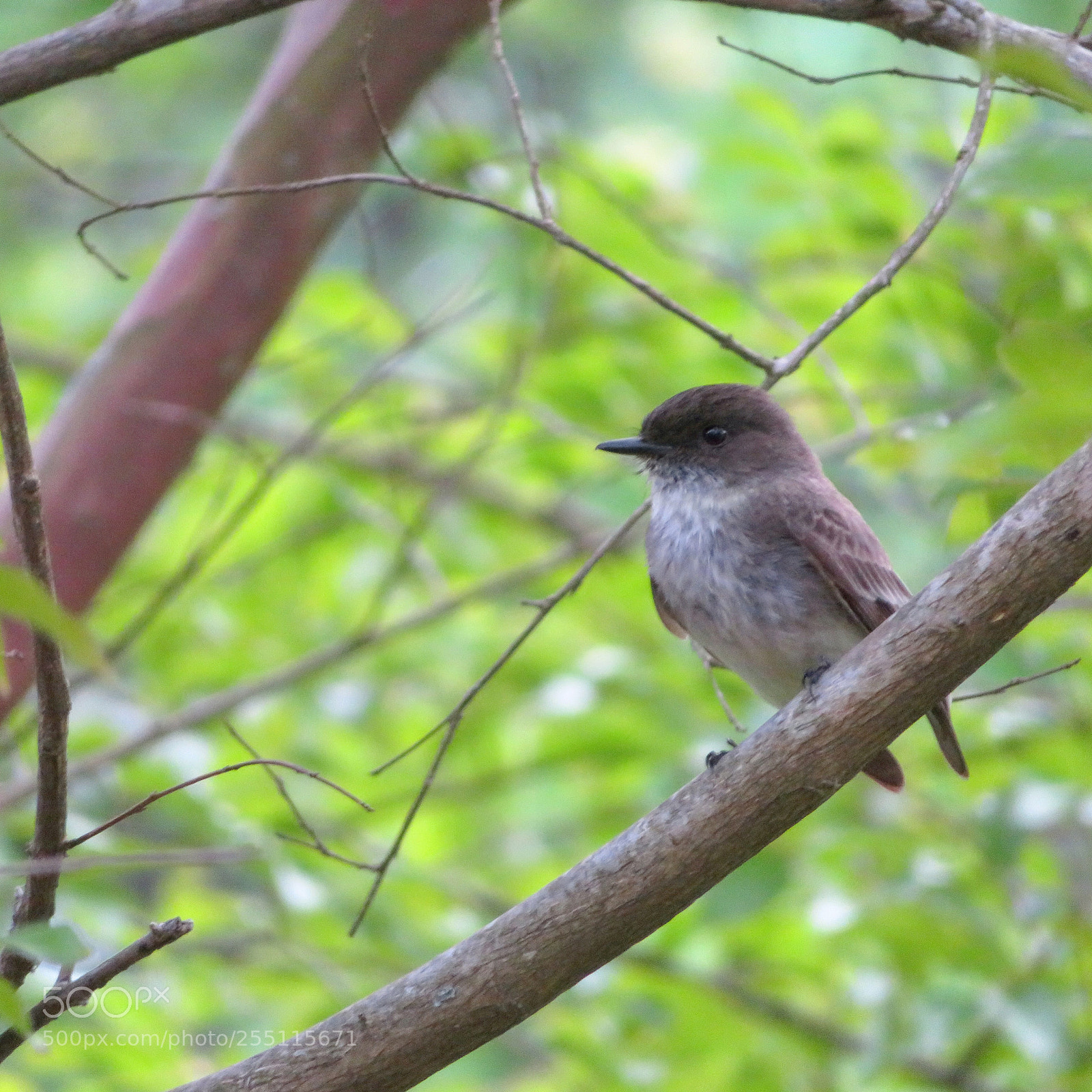 Canon PowerShot SX720 HS sample photo. Mama bird photography