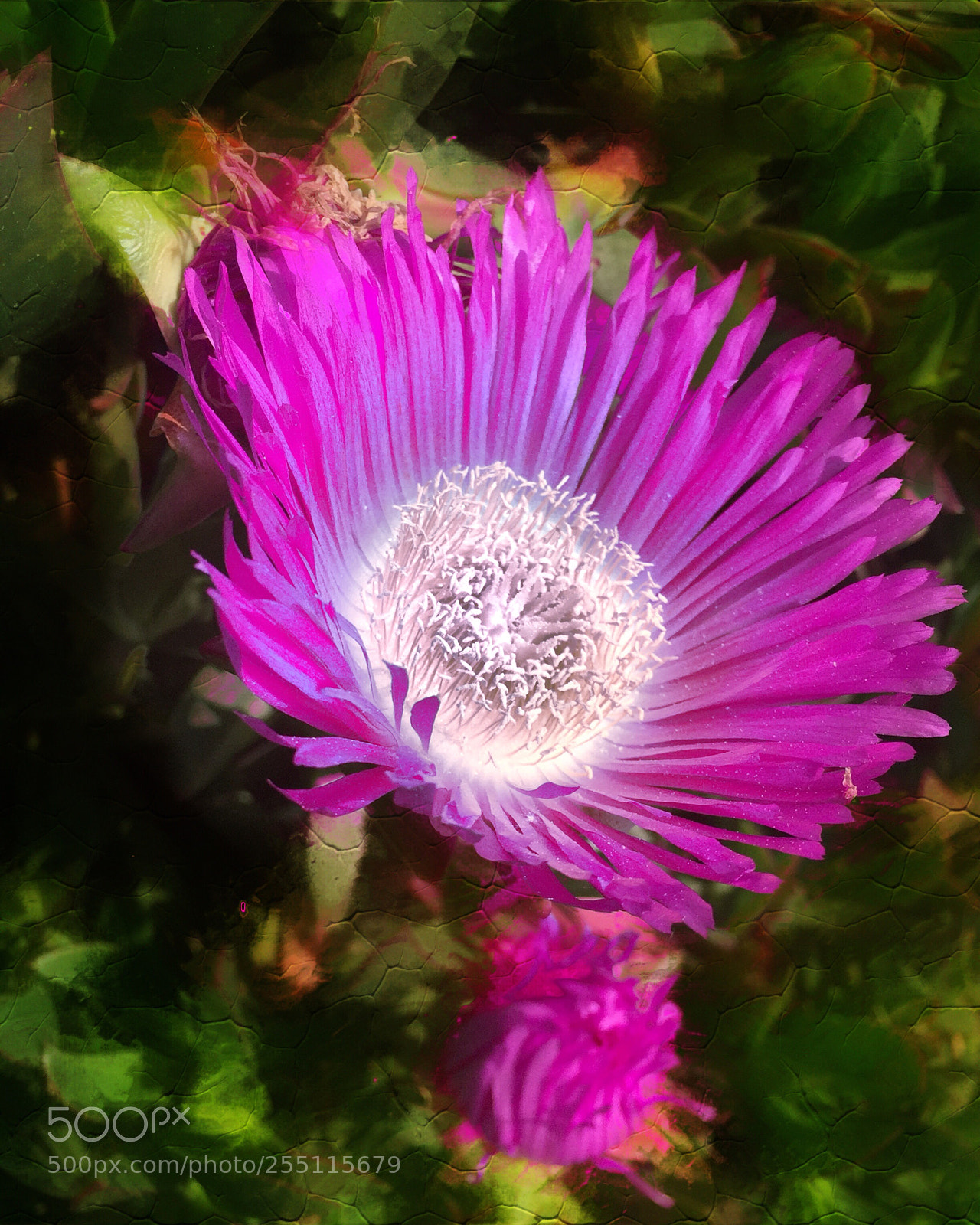 Apple iPhone 6 sample photo. Purple flow  photography