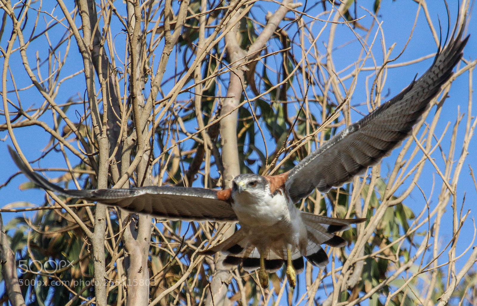 Canon EOS 1200D (EOS Rebel T5 / EOS Kiss X70 / EOS Hi) sample photo. Variable hawk photography