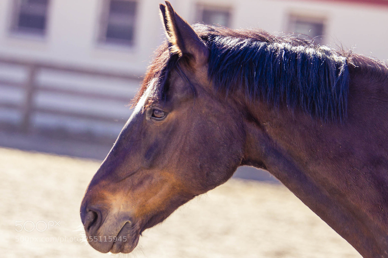 Canon EOS 60D sample photo. Sunnybrook stables - horses photography