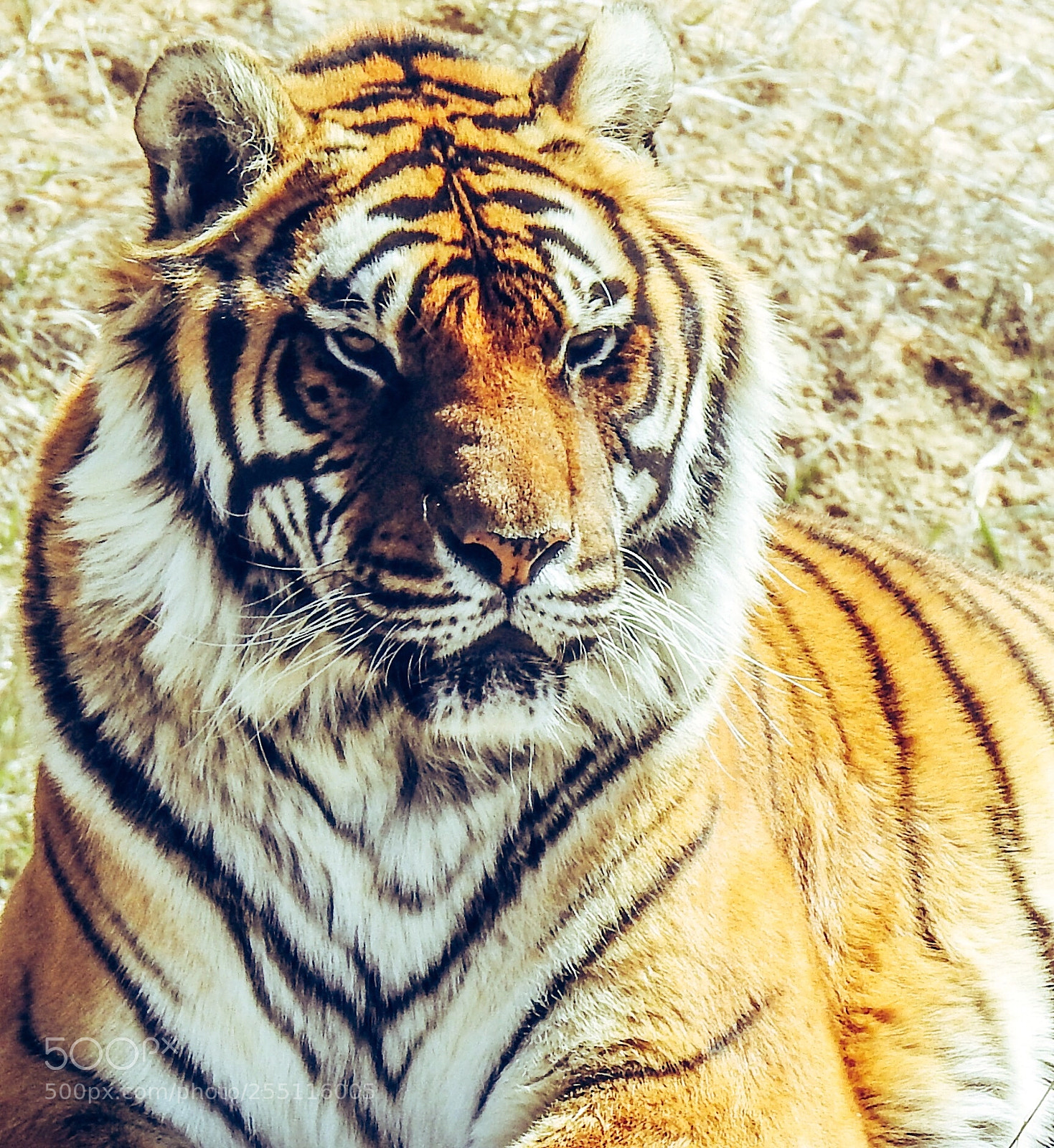 Nikon Coolpix P900 sample photo. Tiger resting on a photography